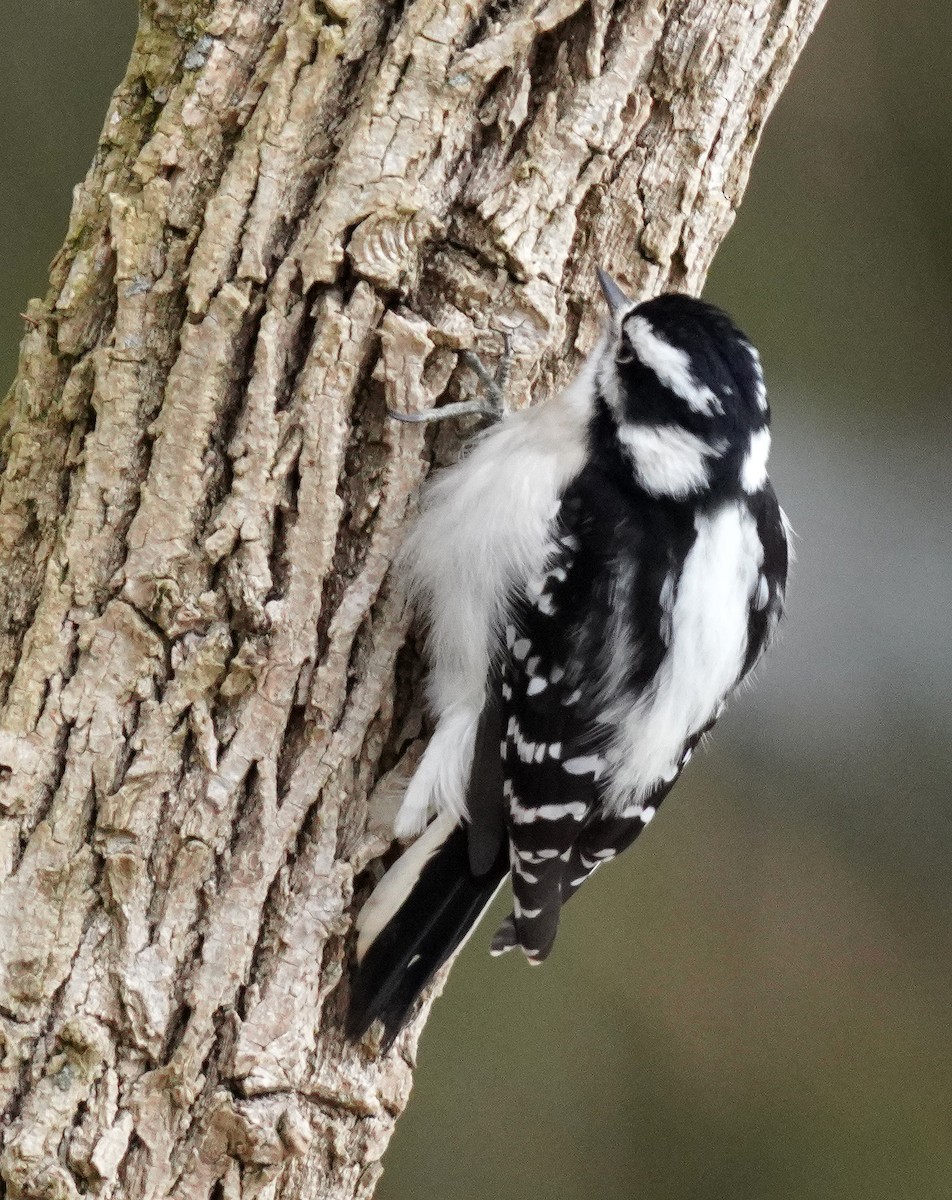 dunspett - ML646761221