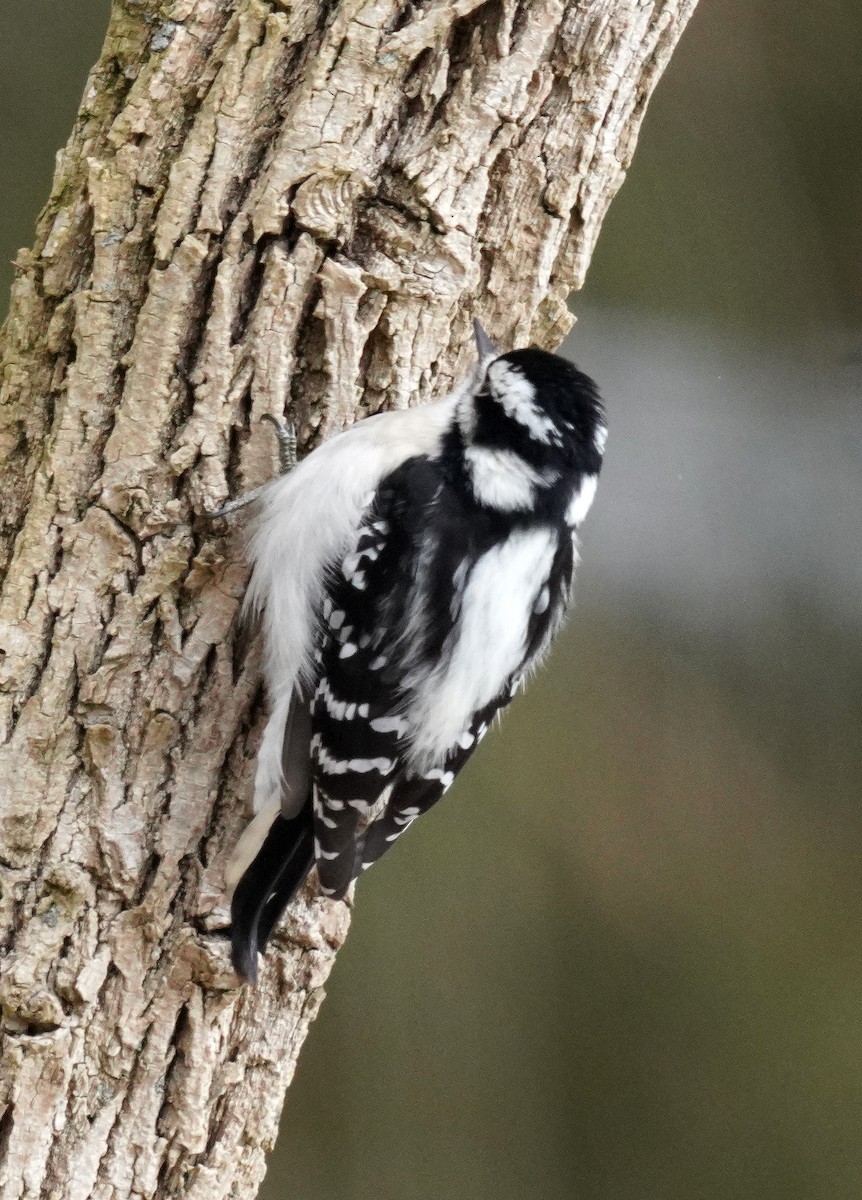 dunspett - ML646761222