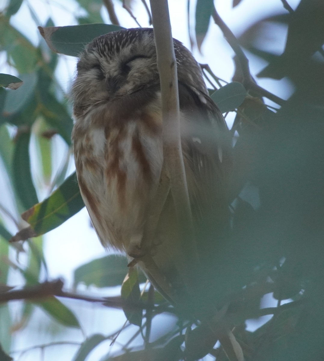 アメリカキンメフクロウ - ML646761223