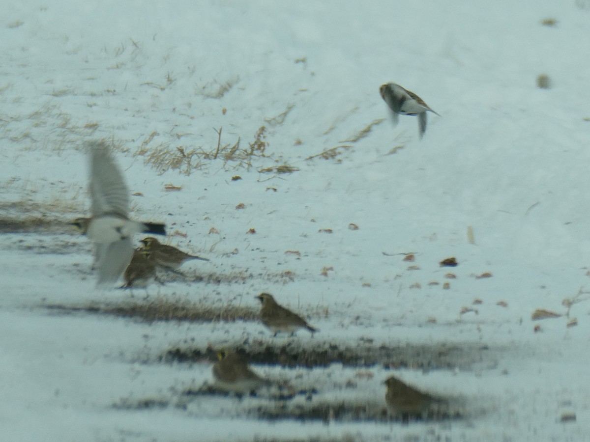 fjellerke - ML646761228