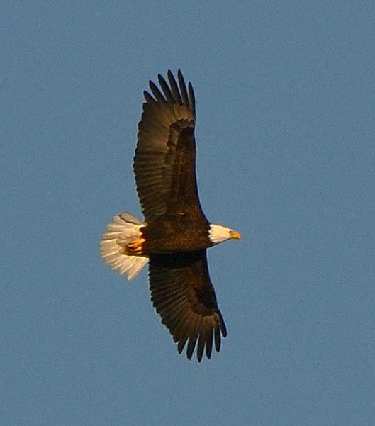 hvithodehavørn - ML646761229