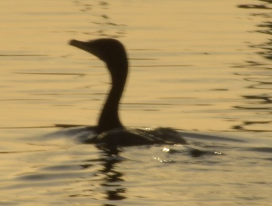 storskarv - ML646761231