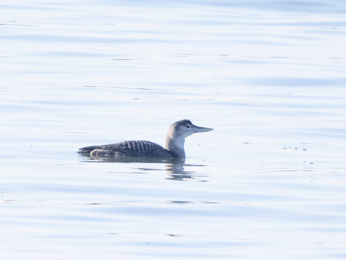 gulnebblom - ML646761232