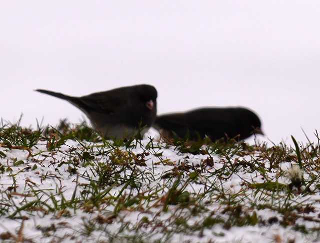 vinterjunko - ML646761233