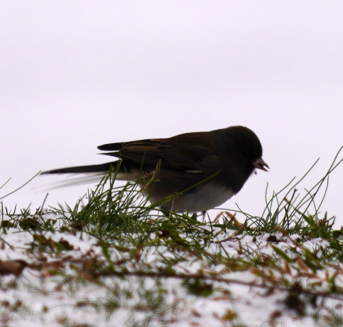 vinterjunko - ML646761234