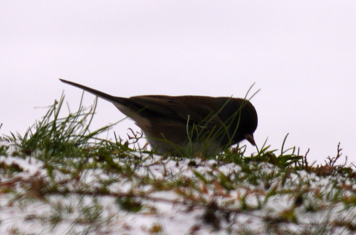 vinterjunko - ML646761235