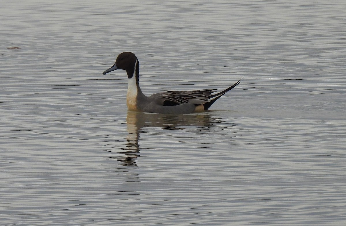 stjertand - ML646761237