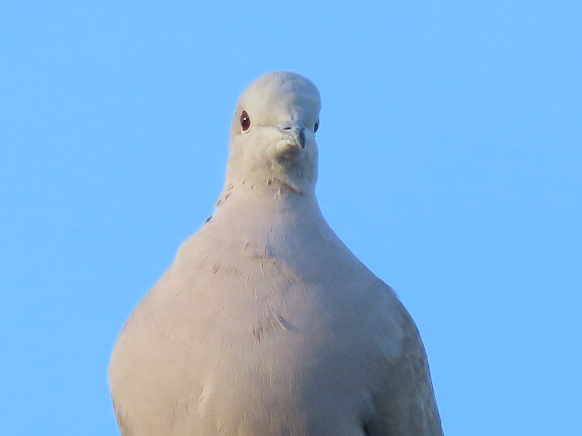 tyrkerdue - ML646761241