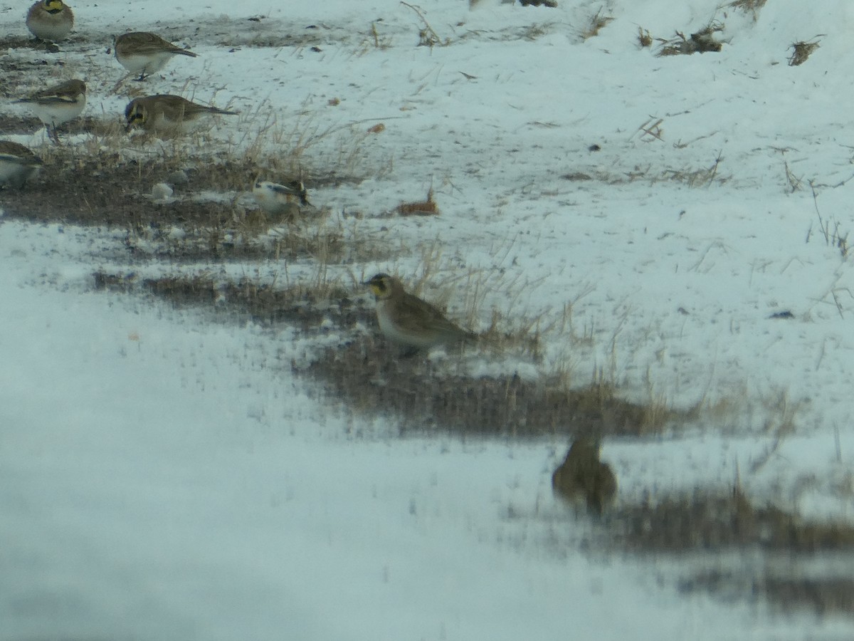 Allodola golagialla - ML646761242