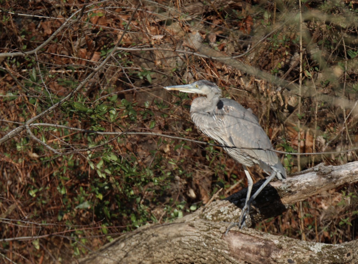 Чапля північна - ML646761243