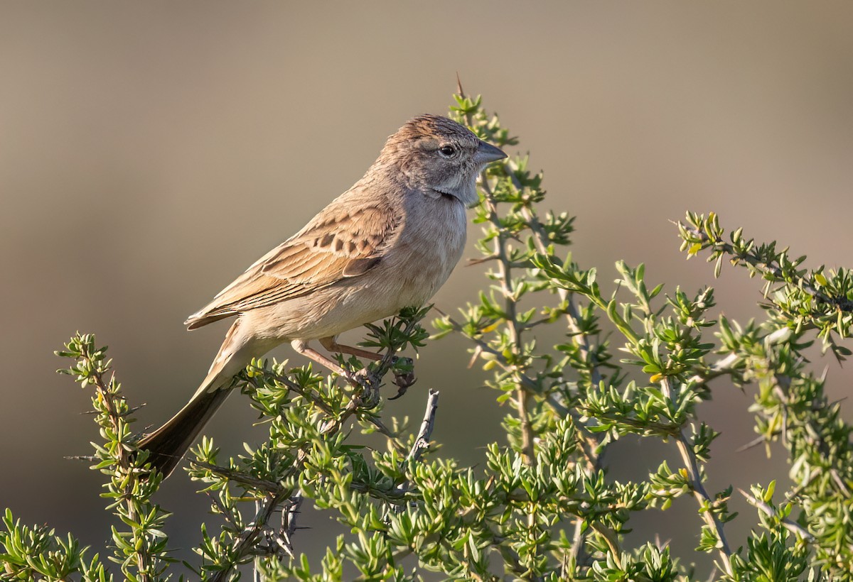Bruant des rochers - ML646761246
