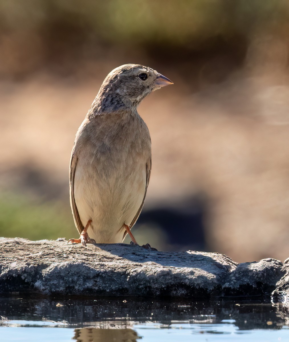 Bruant des rochers - ML646761247