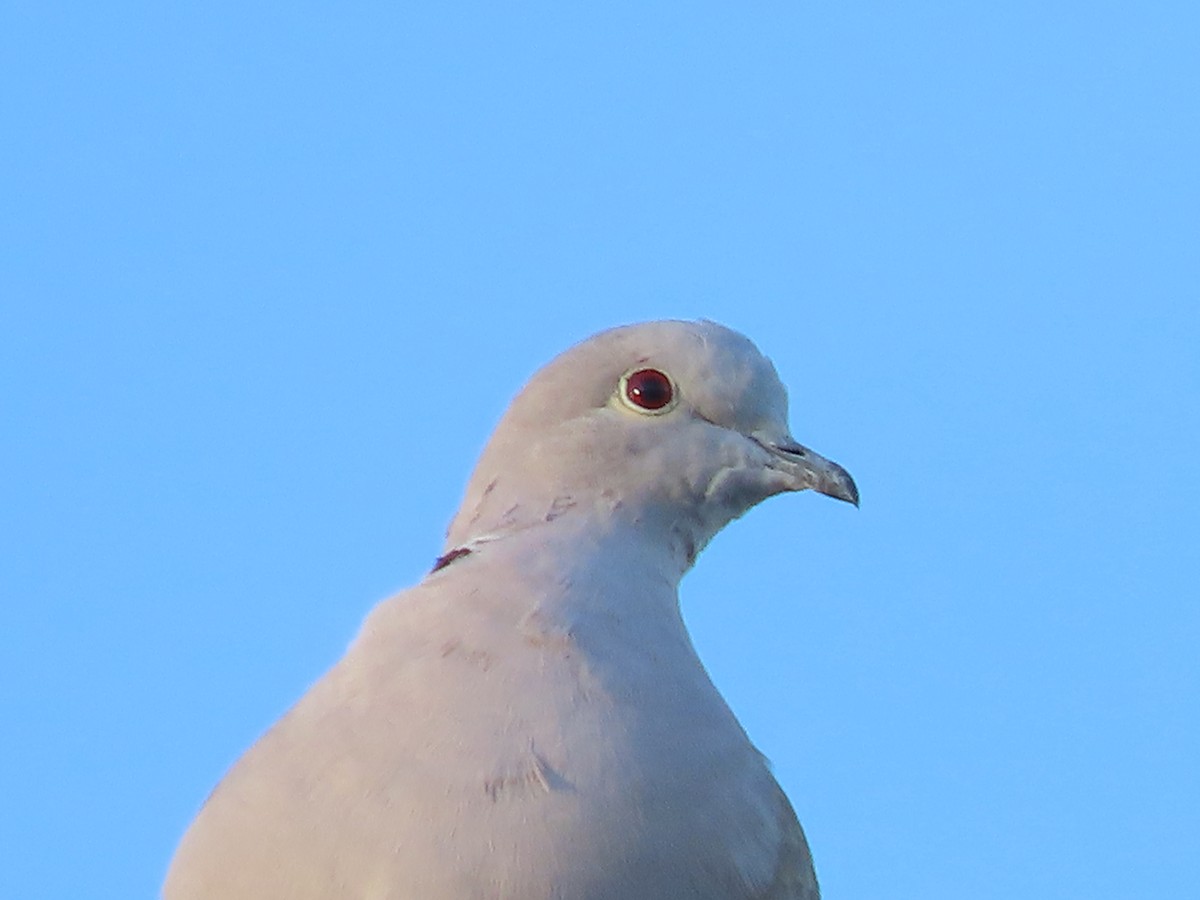 hrdlička zahradní - ML646761248