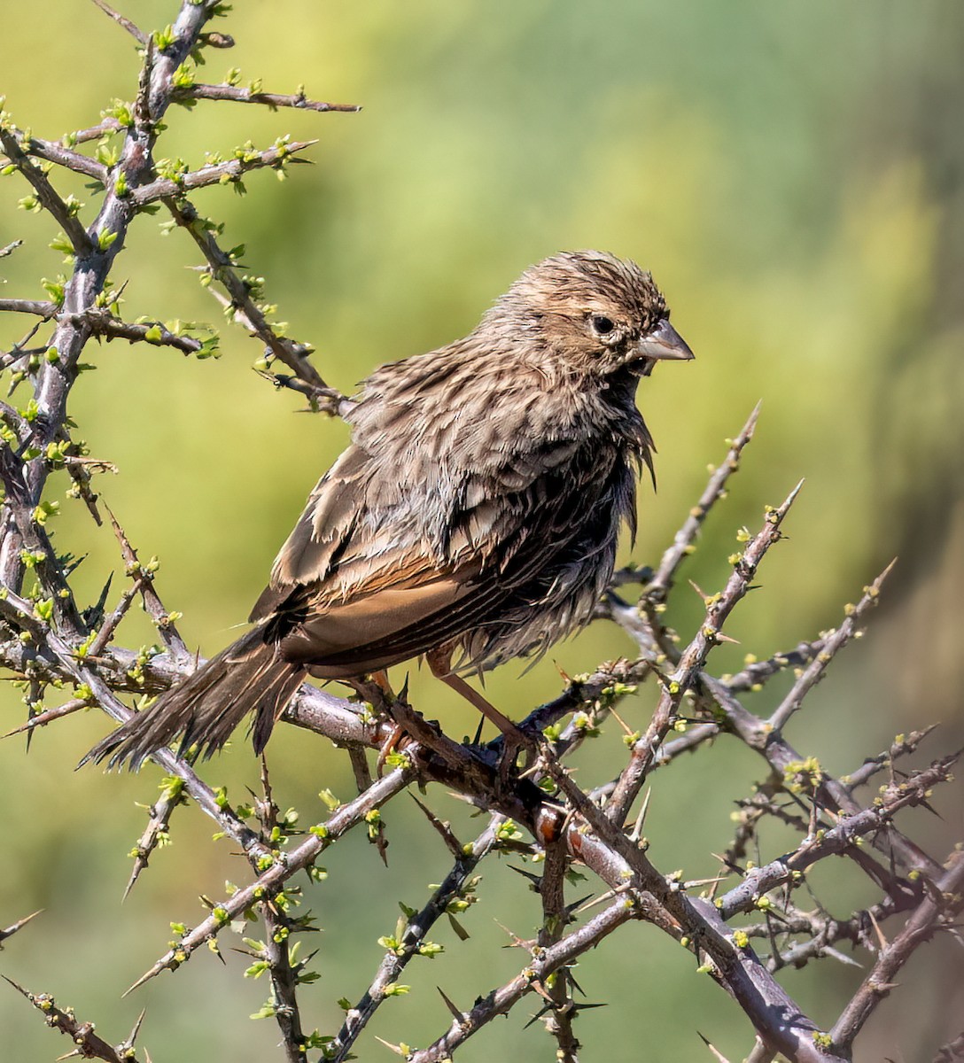 Bruant des rochers - ML646761249