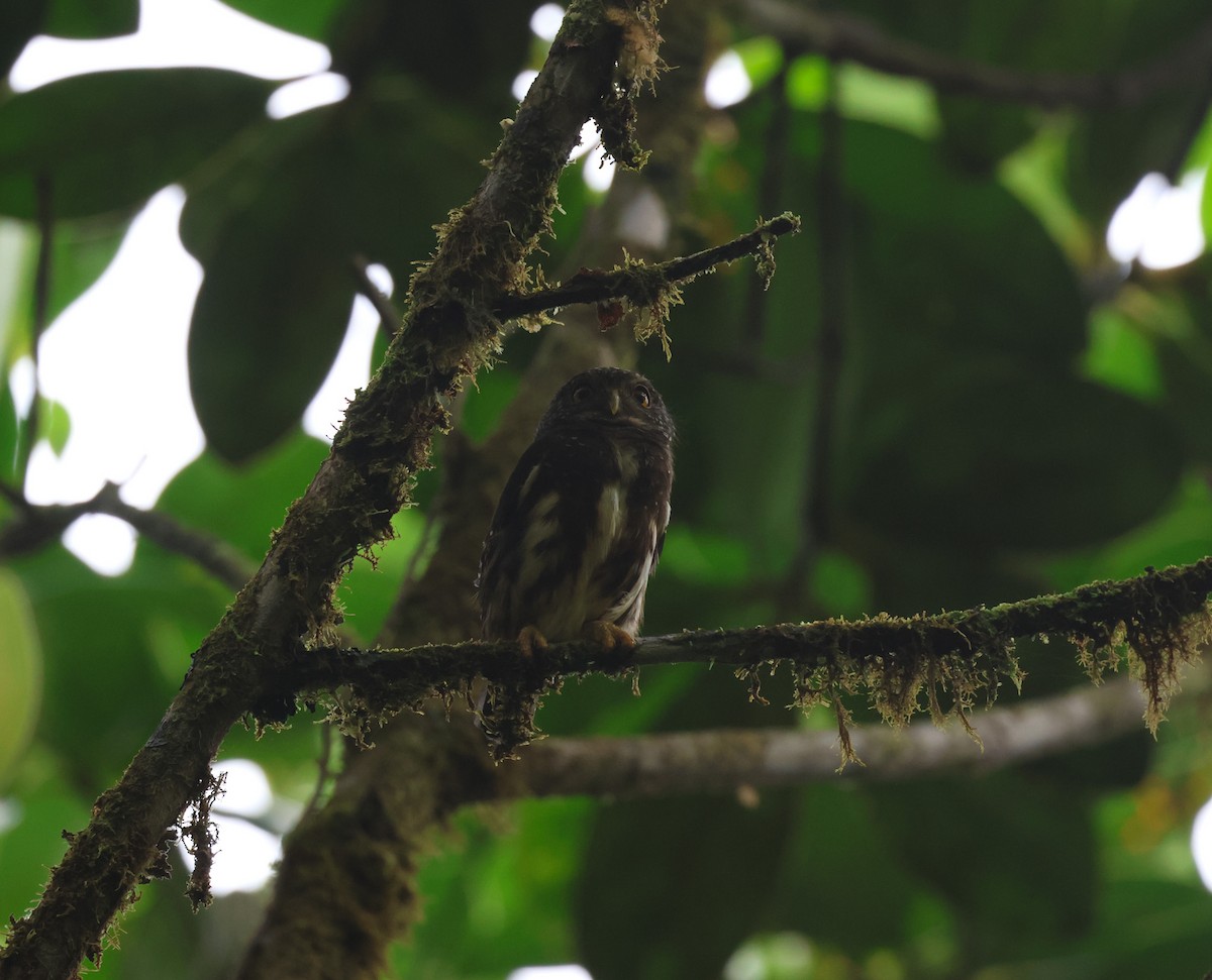 Cloud-forest Pygmy-Owl - ML646761251
