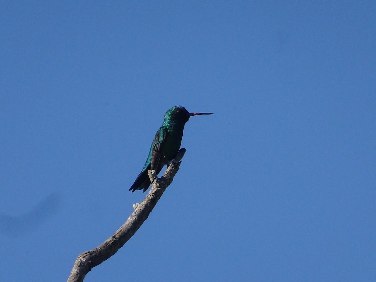 Glittering-bellied Emerald - ML646761252