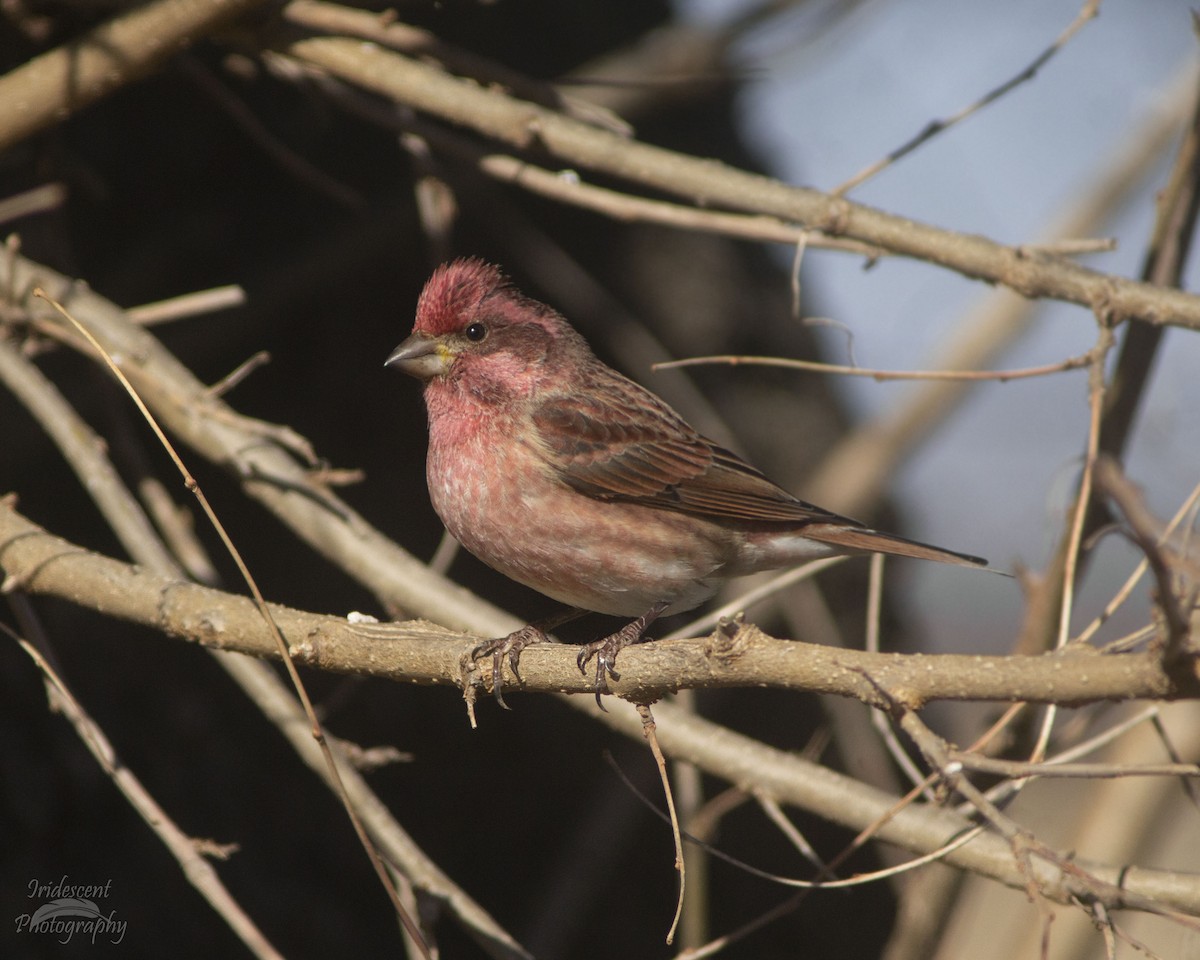 Purple Finch - ML646761255