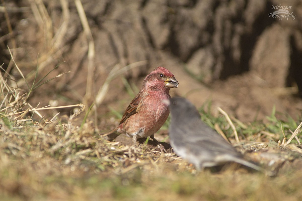 Purple Finch - ML646761256