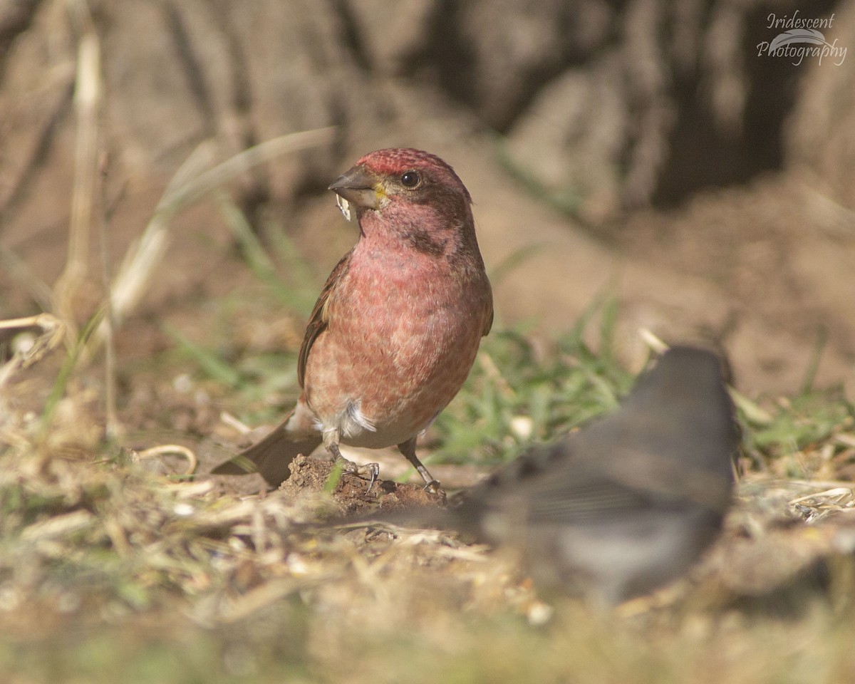 Purple Finch - ML646761257