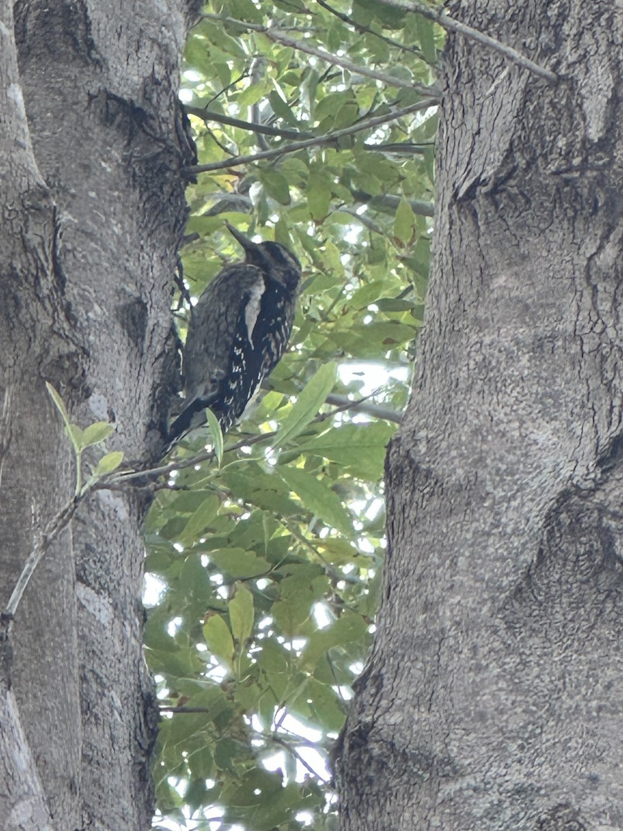 Yellow-bellied Sapsucker - ML646761261