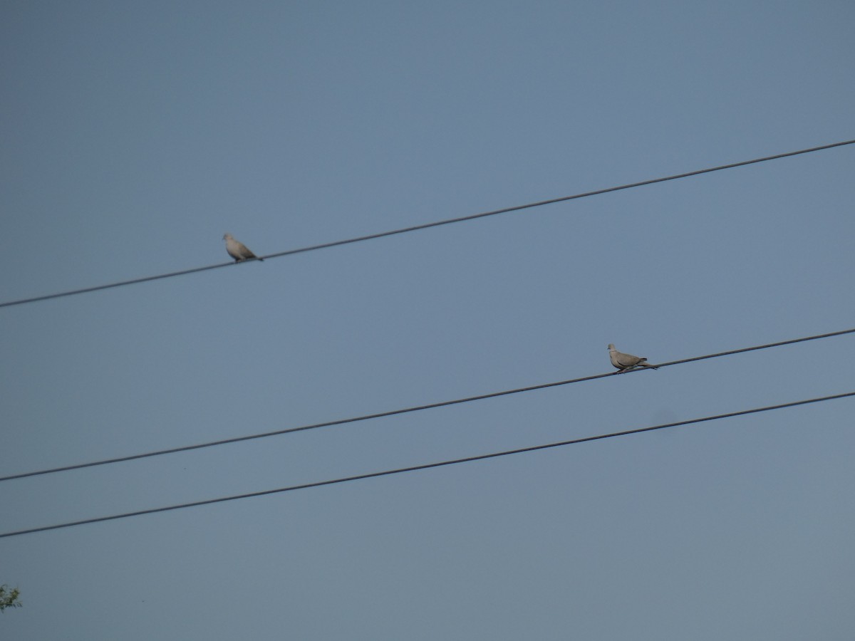 hrdlička zahradní - ML646761266