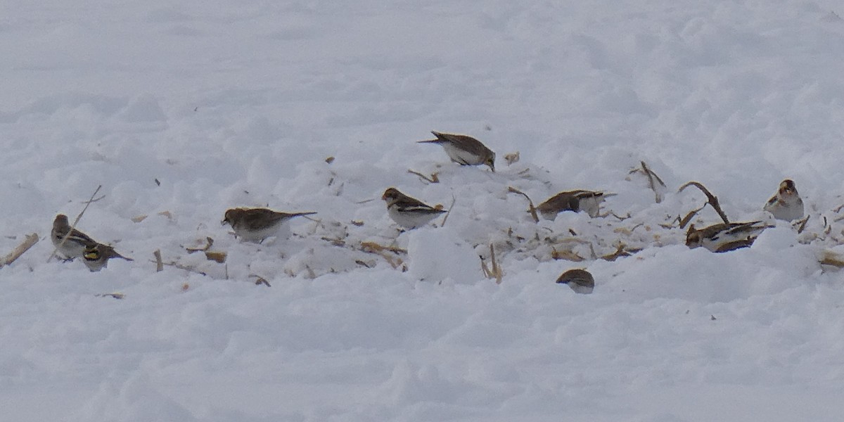 Zigolo delle nevi - ML646761267