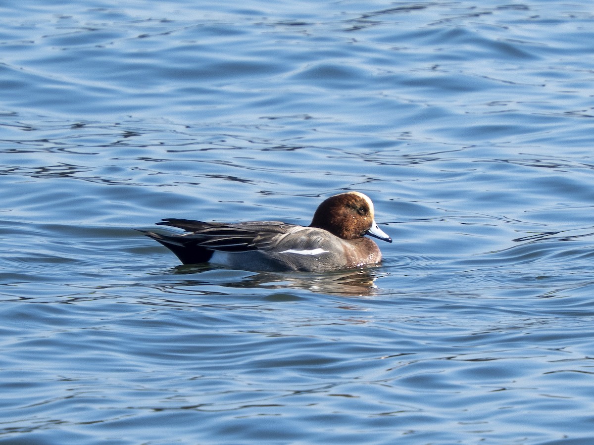 brunnakke - ML646761268