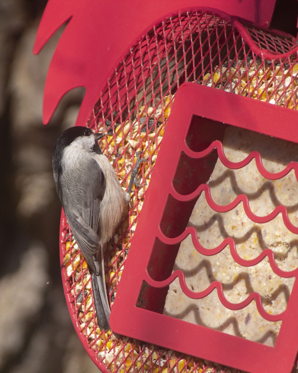 Carolina Chickadee - ML646761274