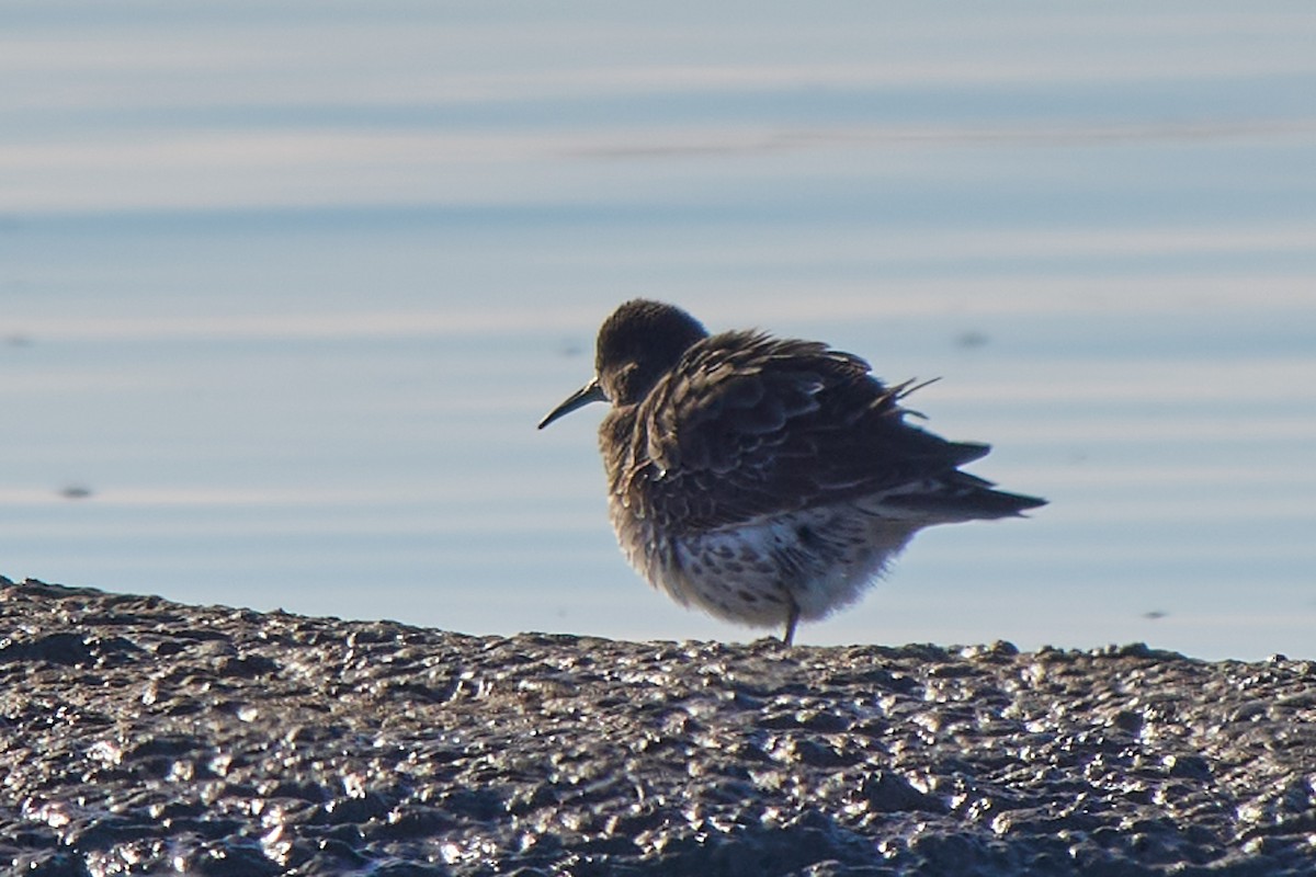 Rock Sandpiper - ML646761275