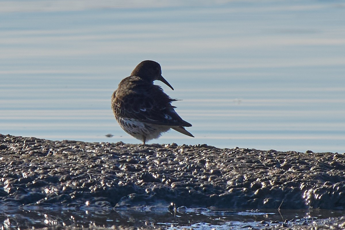 Rock Sandpiper - ML646761276