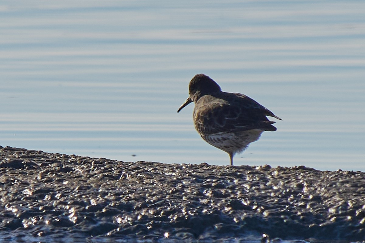 Rock Sandpiper - ML646761277