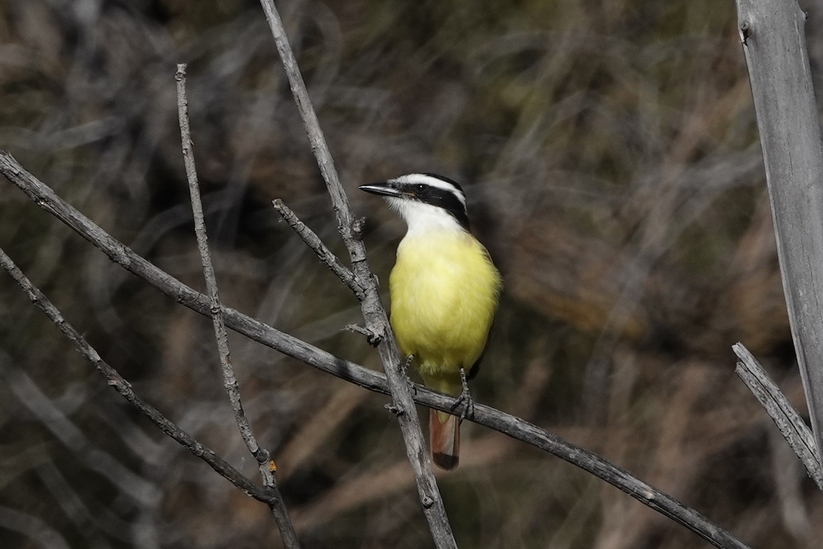 Great Kiskadee - ML646761278