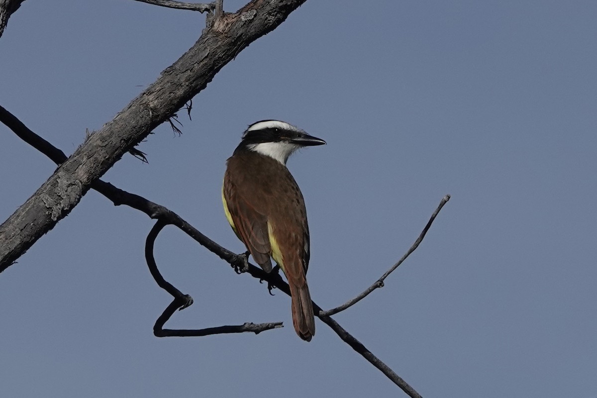 Great Kiskadee - ML646761280