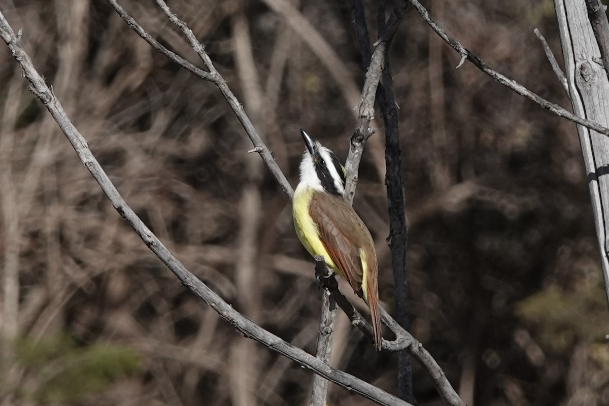 Great Kiskadee - ML646761281