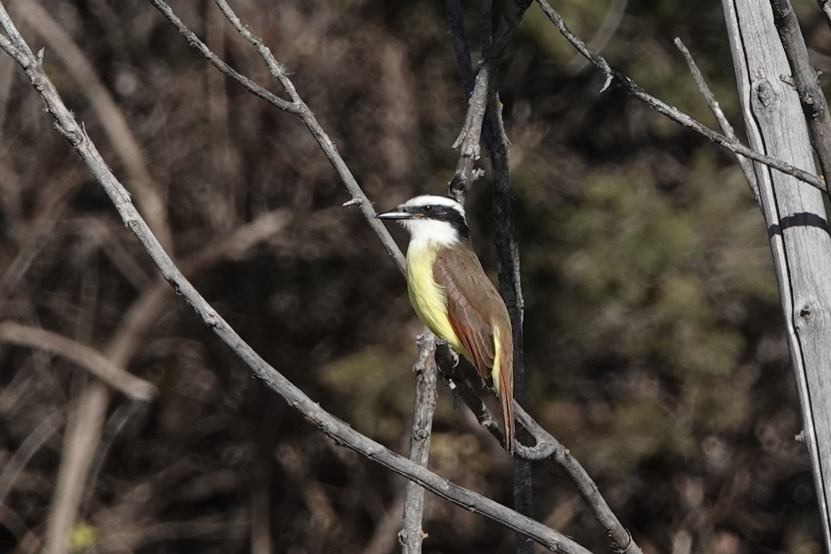 Great Kiskadee - ML646761282
