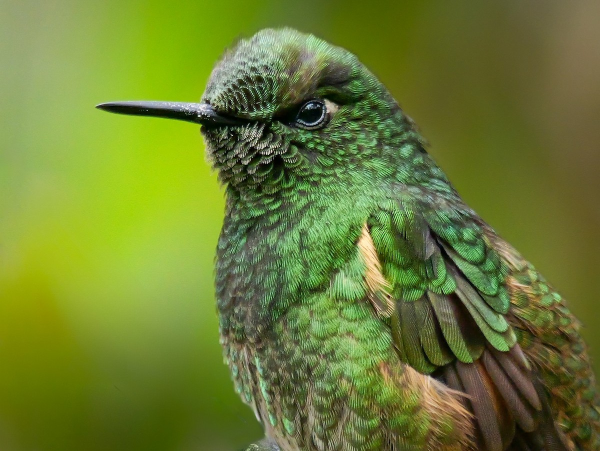 Colibrí Colihabano - ML646761285