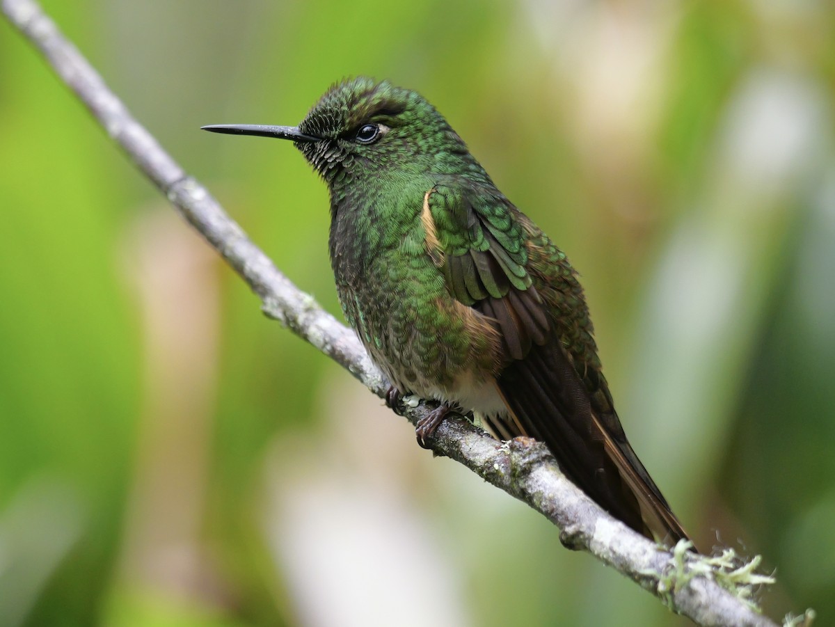 Colibrí Colihabano - ML646761286