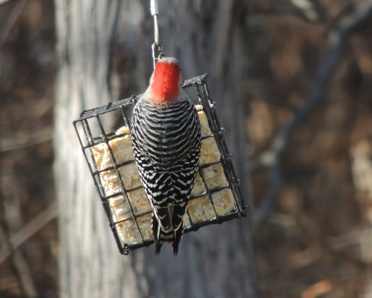 Гіла каролінська - ML646761288