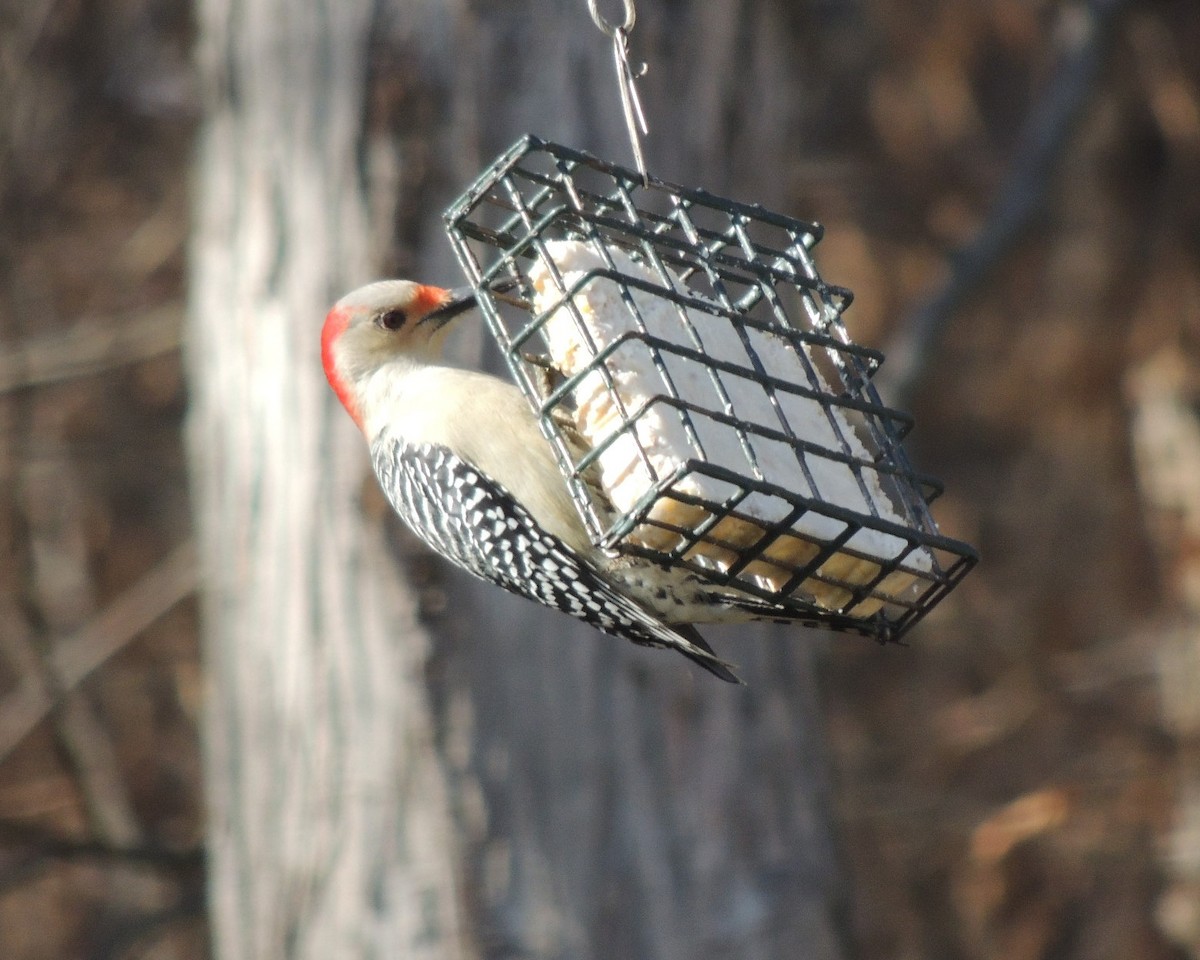 Гіла каролінська - ML646761289