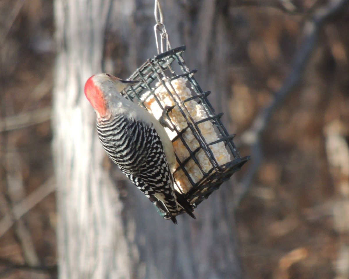 Гіла каролінська - ML646761290