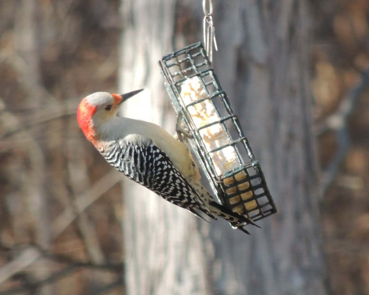 Гіла каролінська - ML646761291