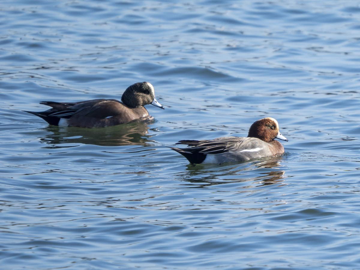 amerikablesand - ML646761293