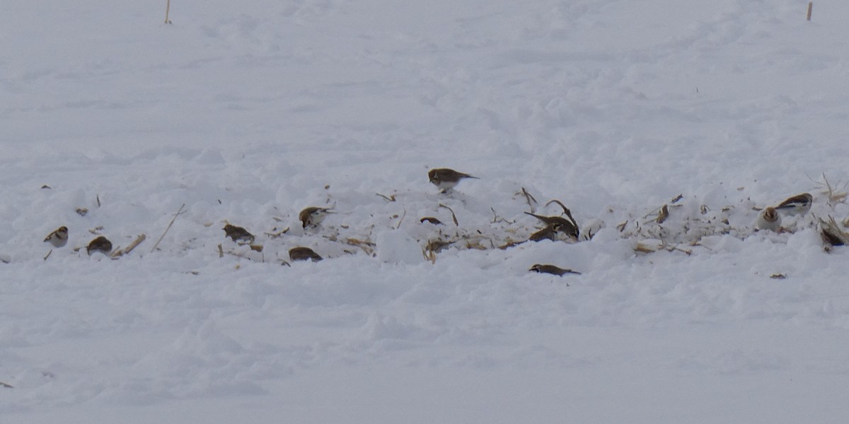 Zigolo delle nevi - ML646761294