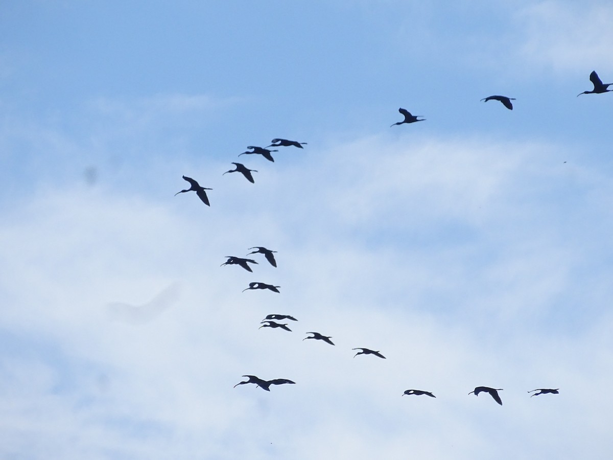 White-faced Ibis - ML646761296