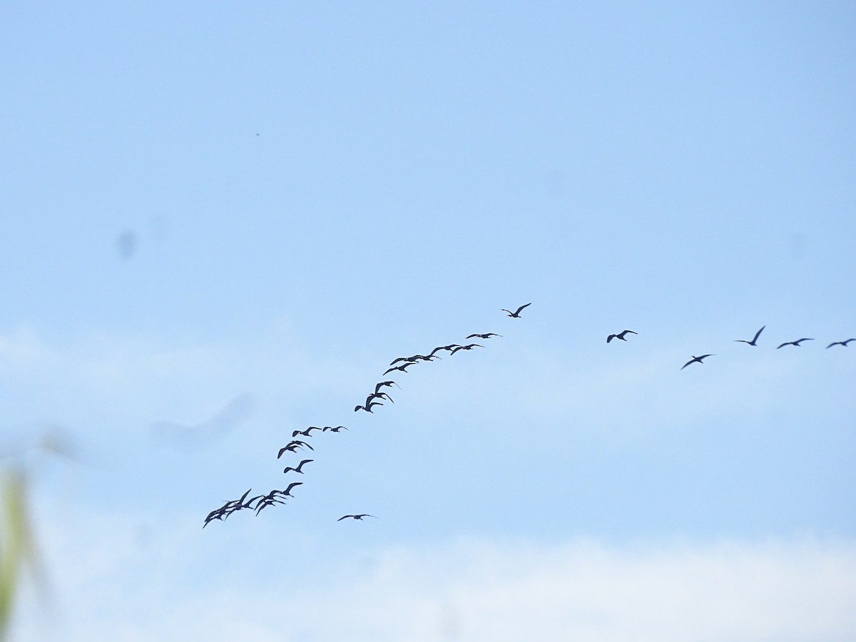 White-faced Ibis - ML646761297