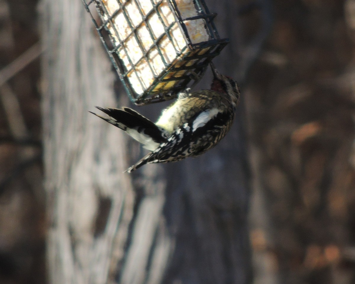 Дятел-смоктун жовточеревий - ML646761304