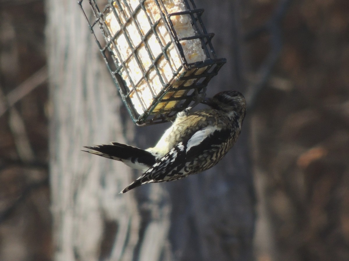 Дятел-смоктун жовточеревий - ML646761305