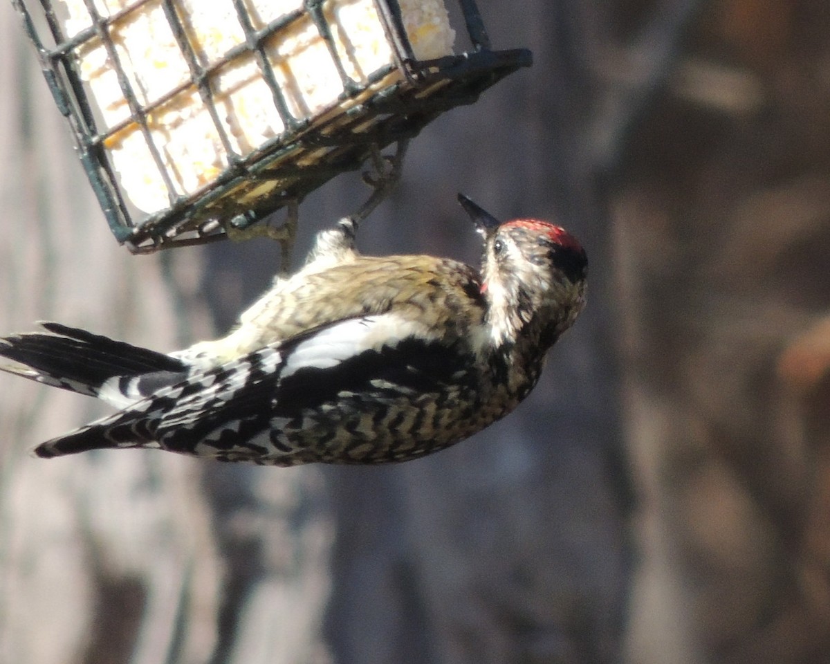 Дятел-смоктун жовточеревий - ML646761306