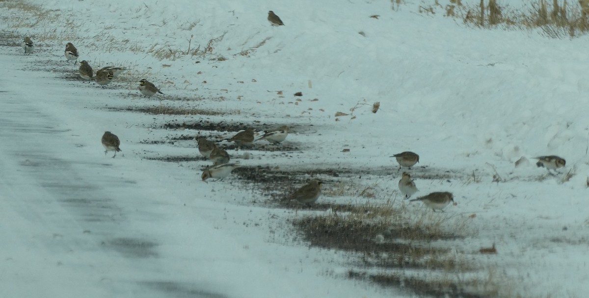 Zigolo delle nevi - ML646761307