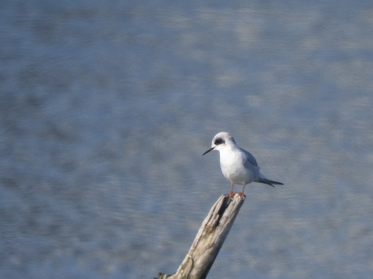 Forster's Tern - ML646761308